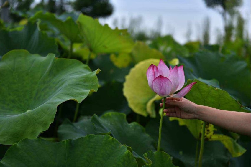 芙渠李渔原文及翻译