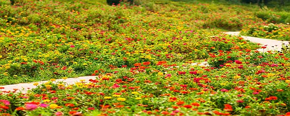 一路繁花相送是什么意思?