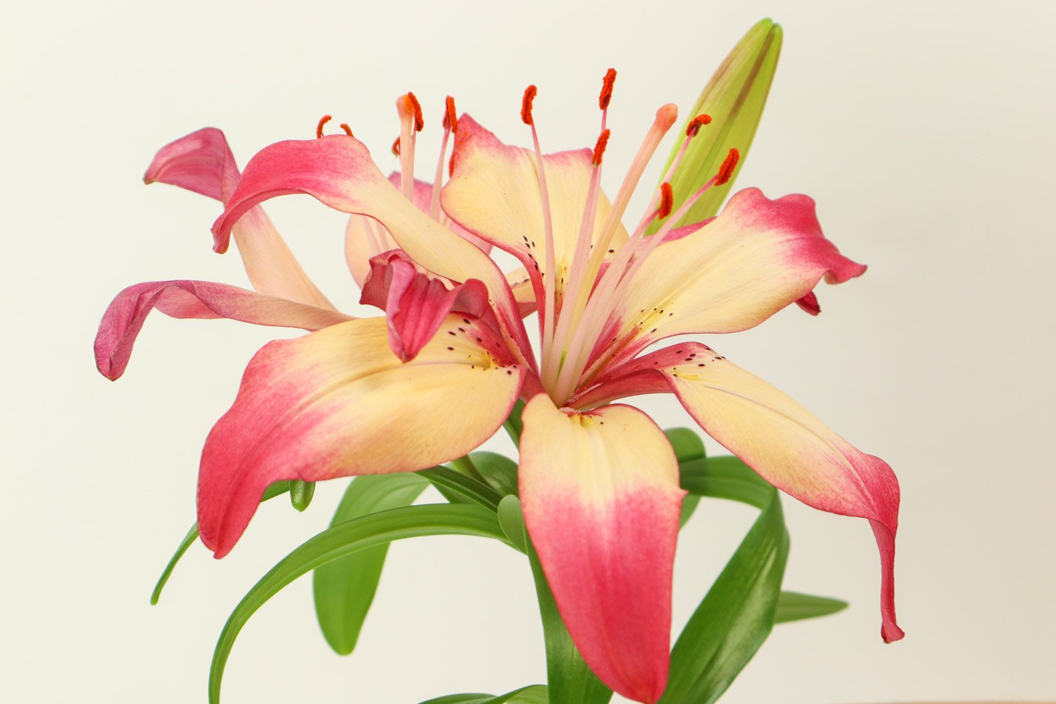 男人送女人百合花代表什么意思