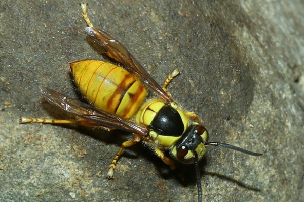 世界十大毒蜂