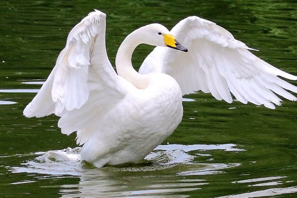 洁白无瑕是什么意思