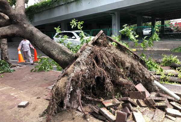 重庆小伙被大风吹起离地近三米，大树被连根拔起，什么原因造成的大风天气？