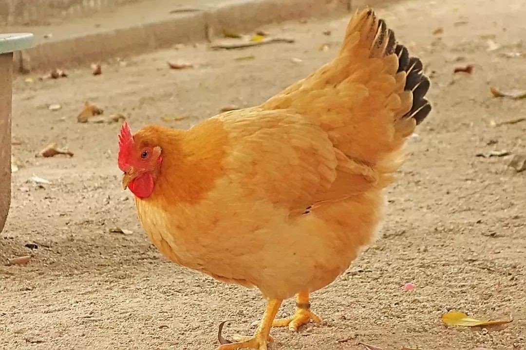 用嘴吃鸡的动作怎么展示