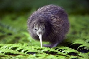 “无翼鸟”是什么意思？