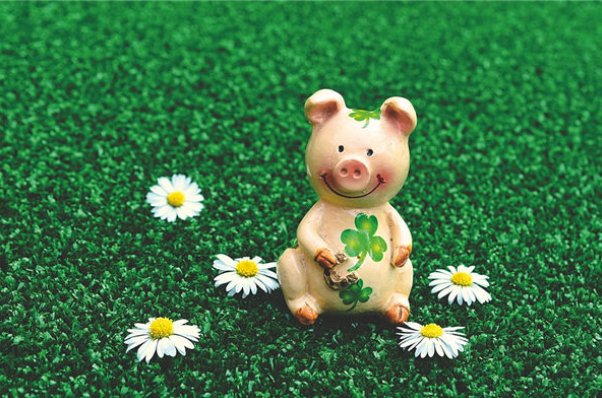 小康人家的动物打一生肖