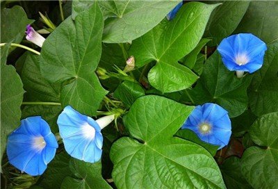 牵牛花一天的变化是怎么样的?