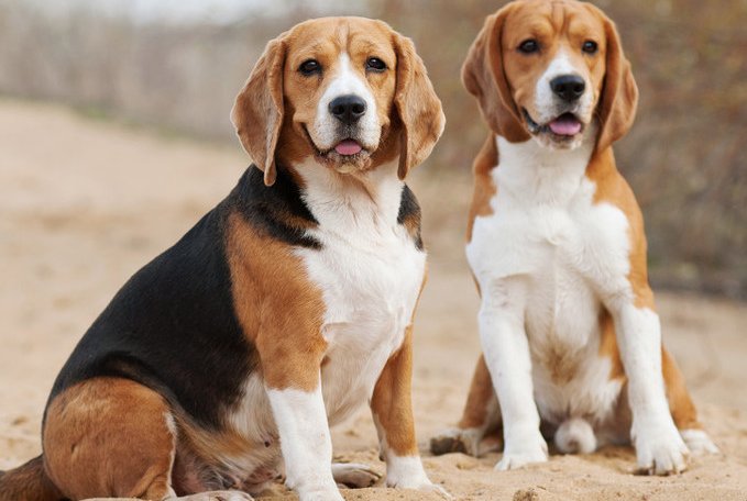 如何让狗狗进自己房间不叫啊？？