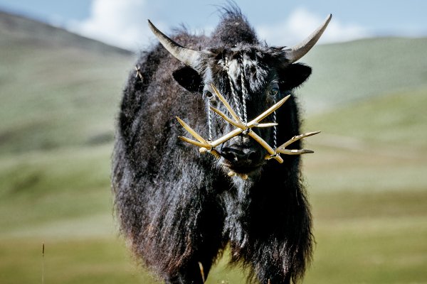 大地之子指的是什么动物