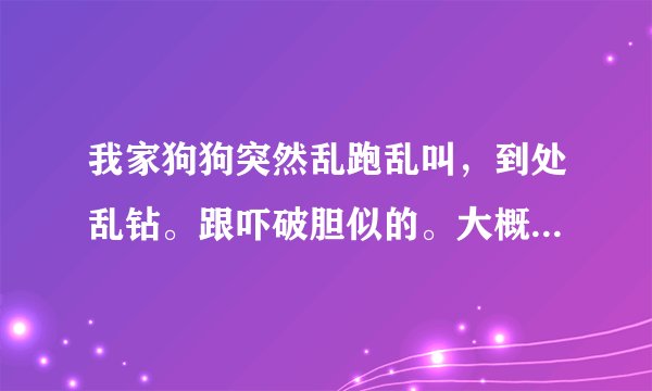 我家狗狗突然乱跑乱叫，到处乱钻。跟吓破胆似的。大概半小时后死了。请问是怎么回事，如果是中毒了是什...