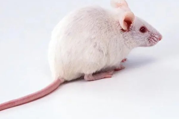 霜露之疾打一个正确生肖