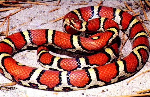 演古劝今打一动物生肖