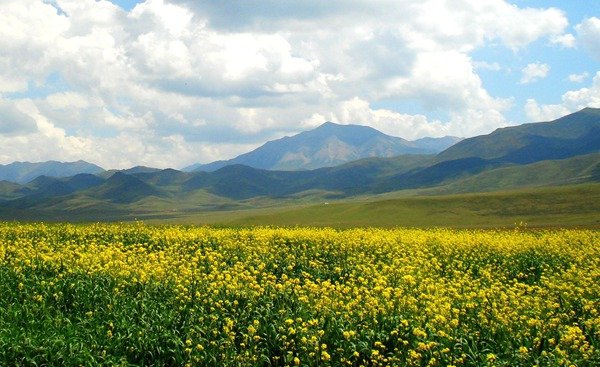 春风一拂千山绿，的下一句是什么