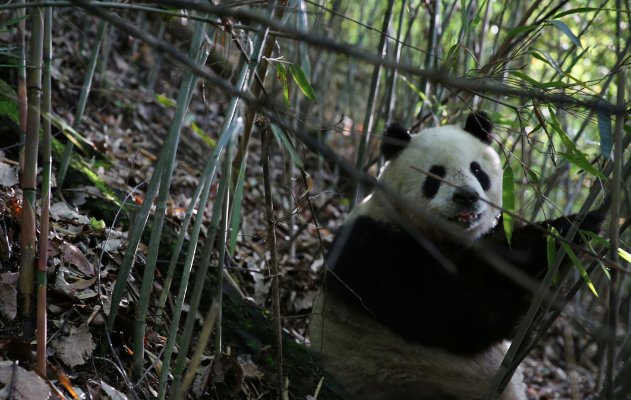 熊猫村大古坪位于