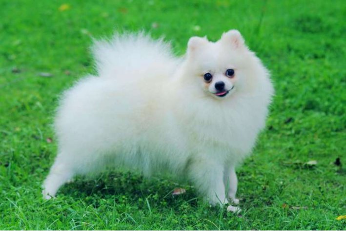 自相惊扰打一生肖最佳答案是什么