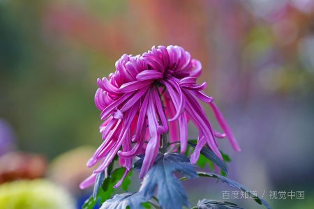 重阳节的来历从哪些来的