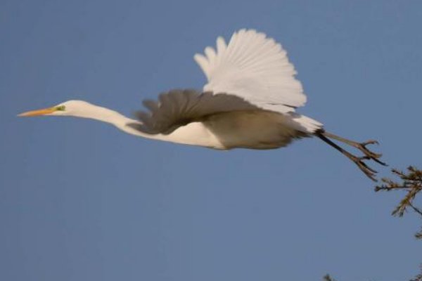 愿将黄鹤翅,一借飞云空啥意思