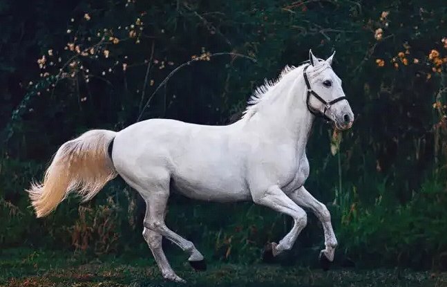 刘备马跃檀溪时所骑的马是