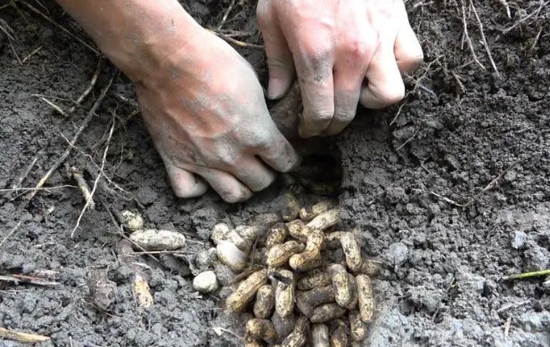 老鼠窝挖到20斤花生！网友：老鼠一夜破产！这老鼠有多精明？