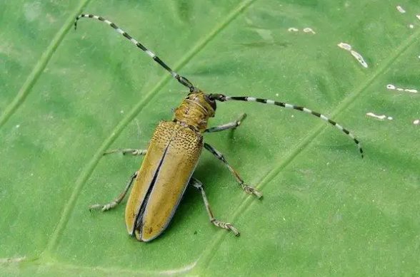 6只脚的动物有哪些