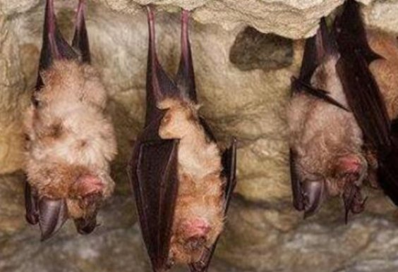 动物冬眠的方式有哪些呢?