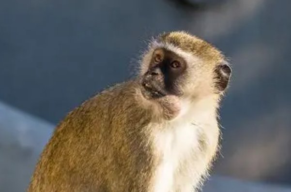 盛筵必散打一生肖动物