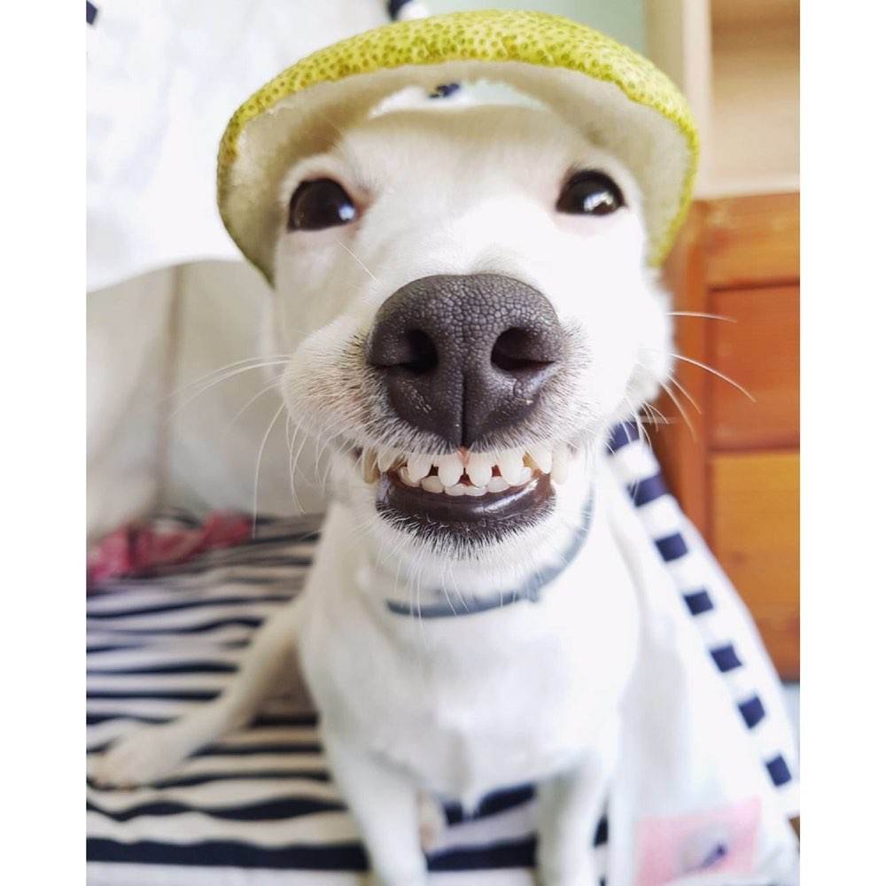 东北人口中的咔咔的是什么意思？