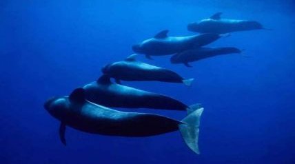 领航鲸是什么意思?