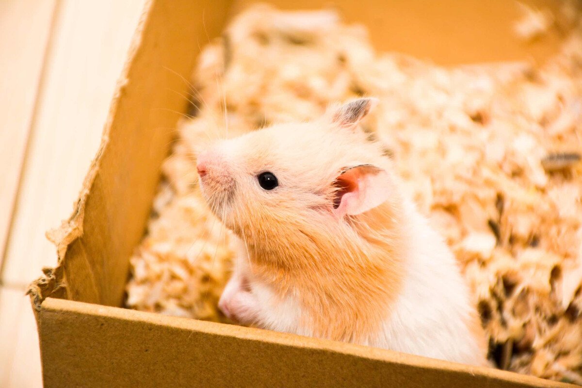 被动物（金丝熊）咬了用不用打针啊？