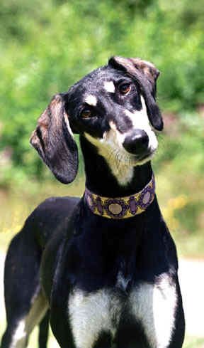 沙克犬的体态特征