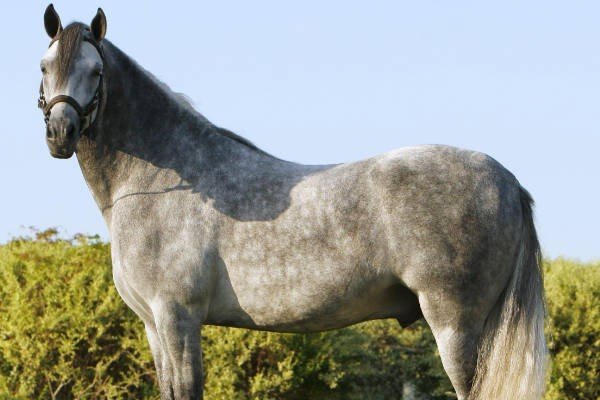 精兵简政指什么生肖