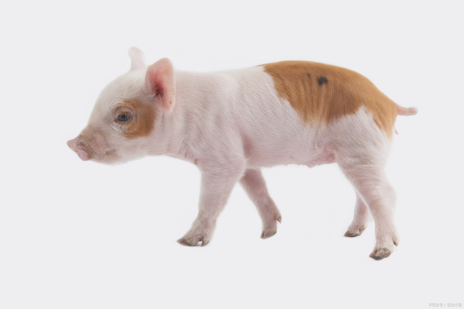 赢在起跑线，巨人肩膀上拔高事业，所向披靡的生肖有什么？