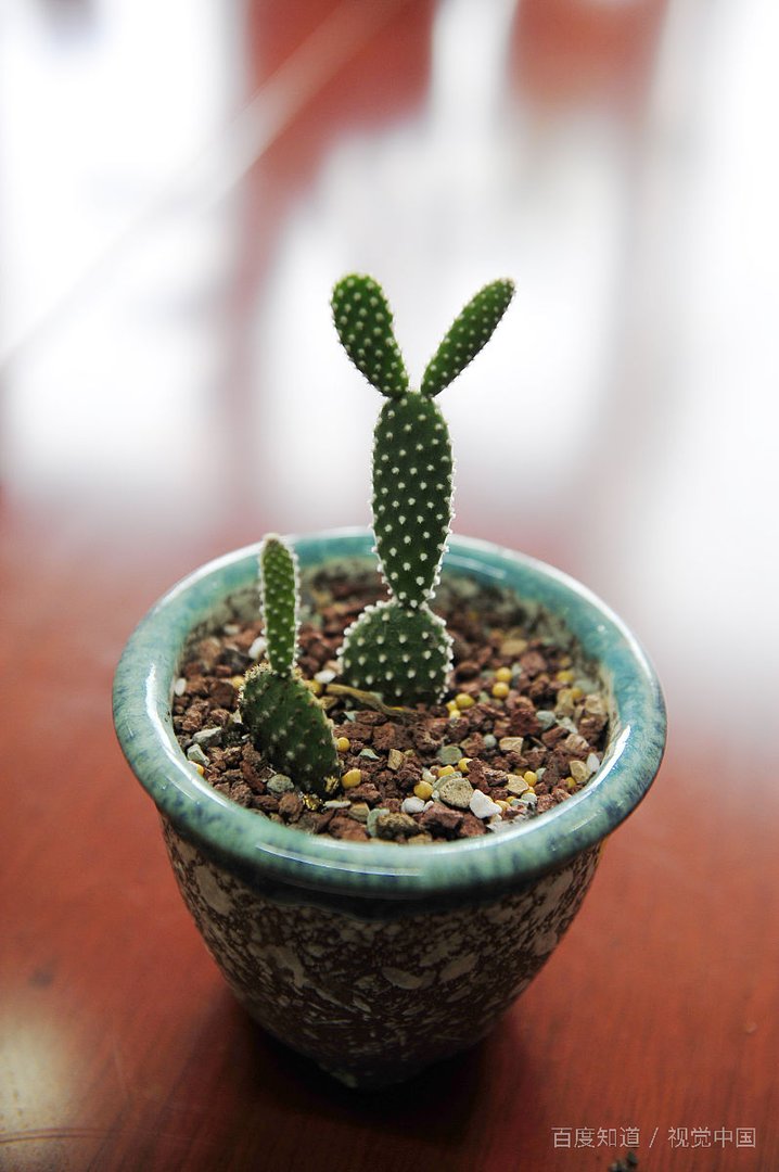 仙人掌为什么不要浇水？