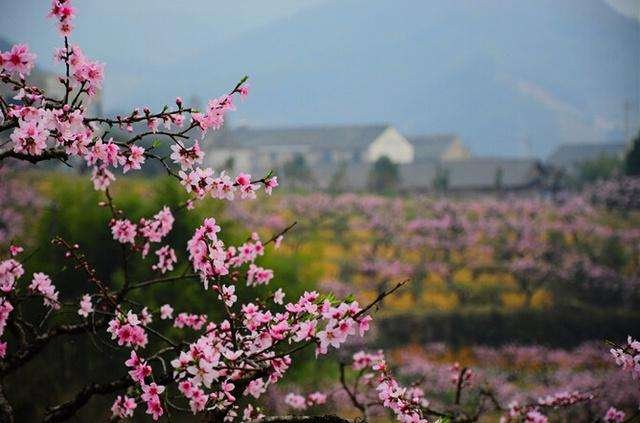 《桃花源记》中的桃花源，究竟美在哪里？