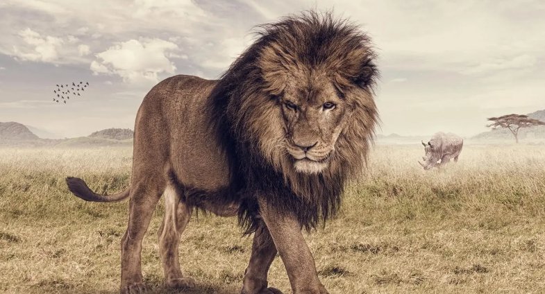 非洲之王是什么动物