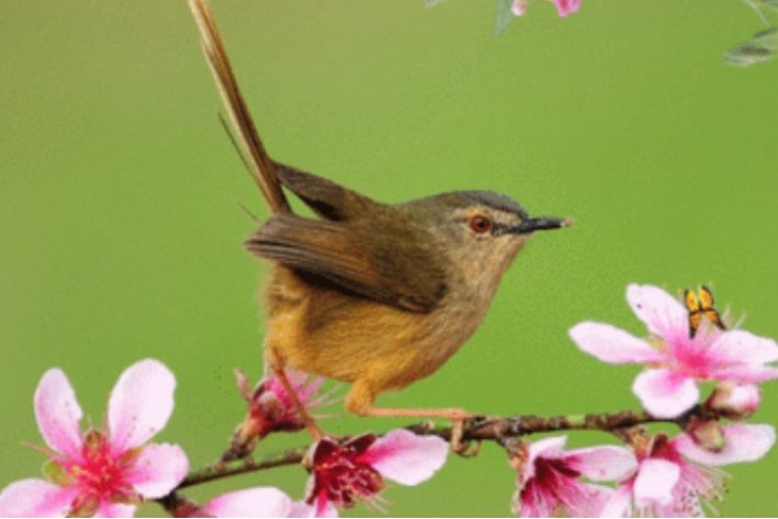 花香鸟语拼音意思