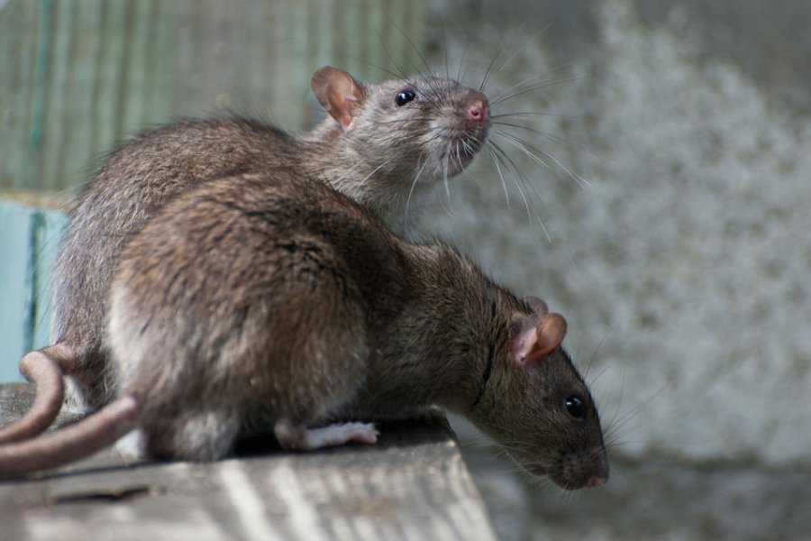 短小精干的动物打一生肖