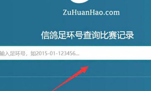 怎么查信鸽的足环号码？