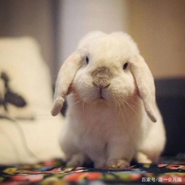 什么品种的宠物兔最值得养啊?