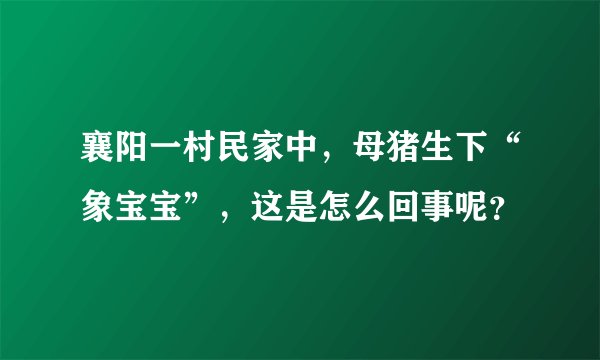 襄阳一村民家中，母猪生下“象宝宝”，这是怎么回事呢？