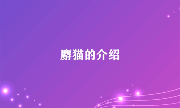 麝猫的介绍