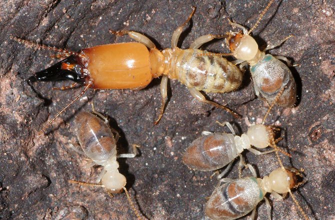 幽灵蛞蝓的介绍