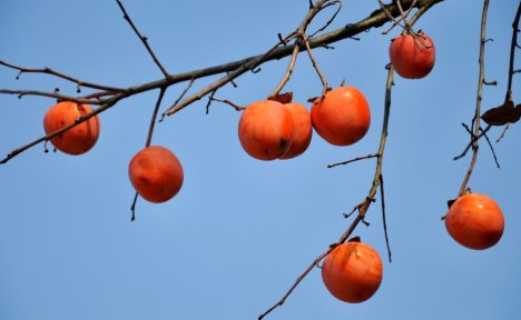 怎样描写秋天成熟的柿子