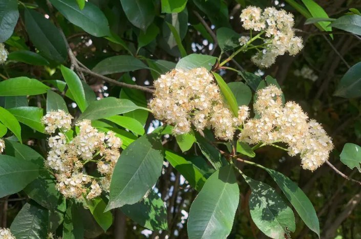 石楠花茶是什么意思啊