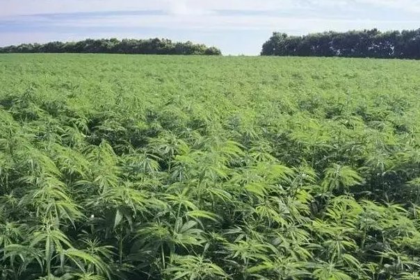 合成大嘛素类物质是