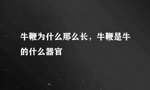 牛鞭为什么那么长，牛鞭是牛的什么器官