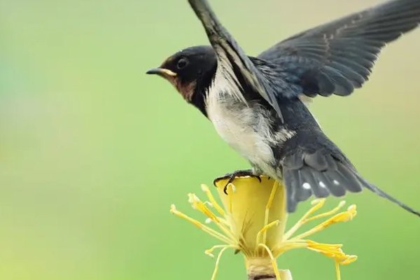 哪些鸟是益鸟？