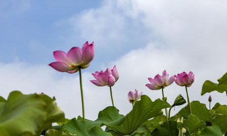 什么映日荷花别样红