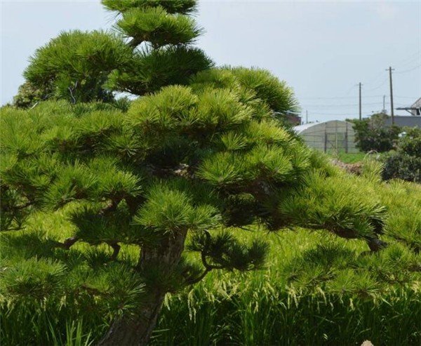 松怎么拼