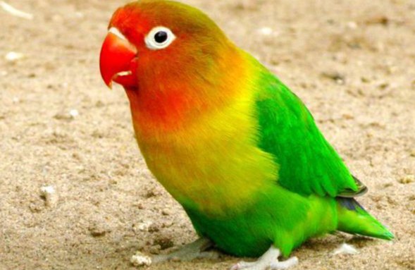 牡丹鹦鹉会说话吗？