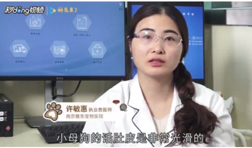 小狗狗生殖器怎么看啊？